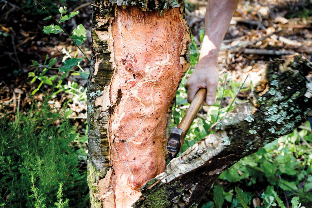 Le liège provient des arbres indigènes de notre région de l'Empordà